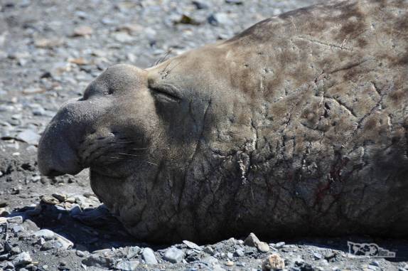 Um elefante-marinho macho não parece se importar com as cicatrizes de antigas batalhas e dorme tranquilamente na praia de Ocean Harbour, na Geórgia do Sul